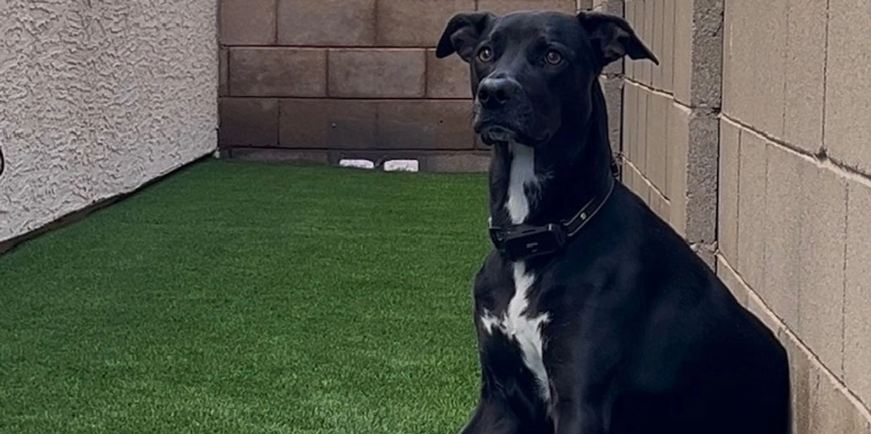 Black dog with white patches sitting on green grass beside a brick wall.