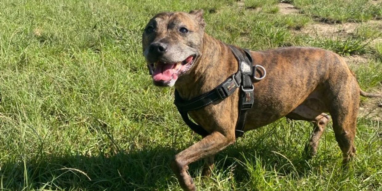 Brindle dog at a dog park standing in the sun, smiling and running free, surrounded by other dogs.