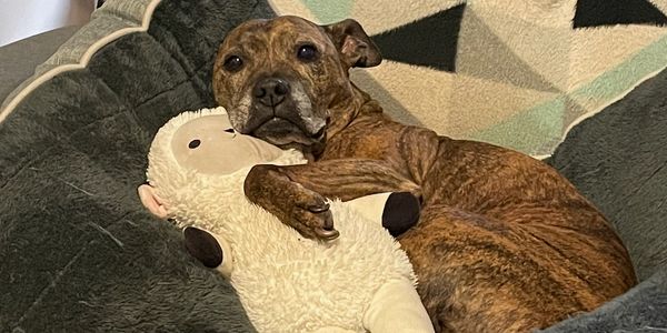 A brindle dog sitting on a couch, gently cuddling a plush toy with its front paws.