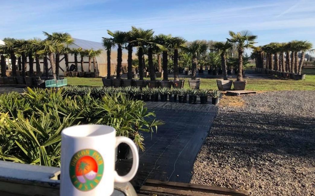 About Us Oregon Palm Nursery