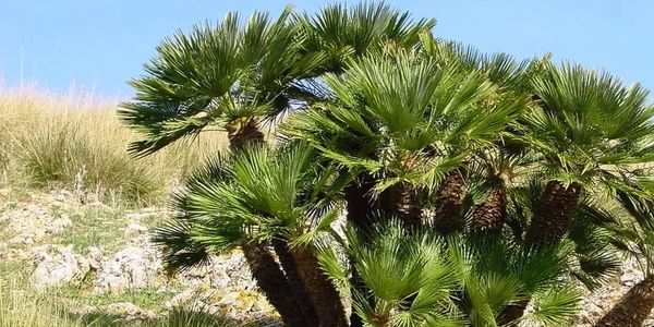 philodendron alatiundulatum Philodendron alatisulcatum — Ecuagenera USA Corp