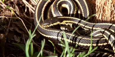 snake, snakes, snake removal, how to remove snake