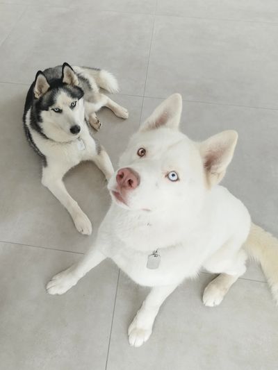 cours à domicile
tarif
prix
husky blanc
yeux clair
education
obesissance