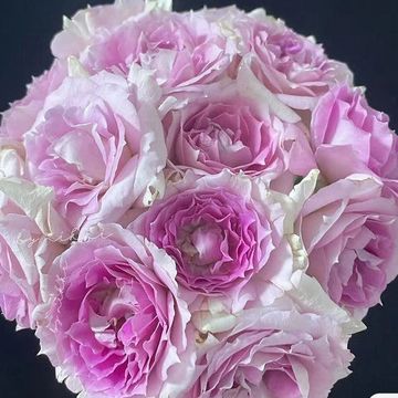 A bouquet of soft pink roses with delicate petals.