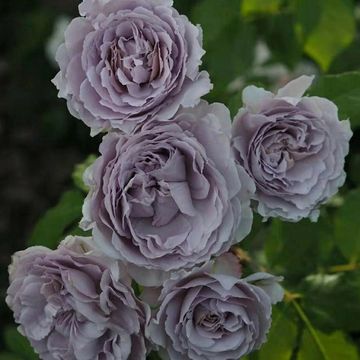 A cluster of delicate lavender roses blooming on green stems.