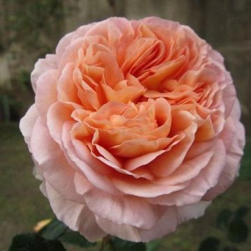 Close-up of a delicate peach-colored rose in full bloom.