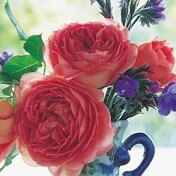 Close-up of vibrant coral roses in a blue vase with purple flowers.