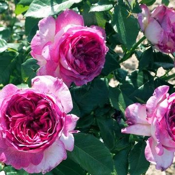 Vibrant pink roses blooming in sunlight with lush green leaves.