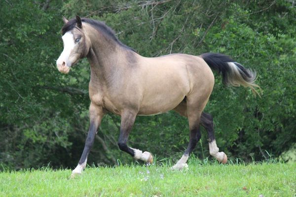 Shez Beyond Marvelous