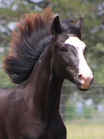Morgan stallion