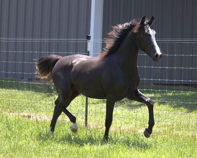 Black horse running in a grassy fenced area.