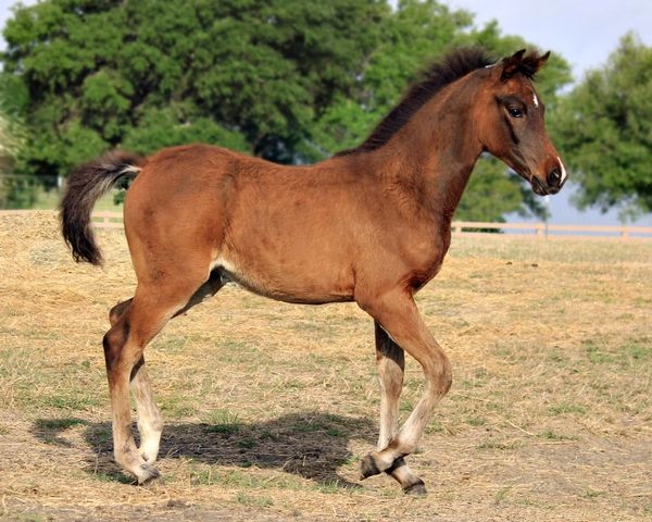 Selah's Royal Renditio