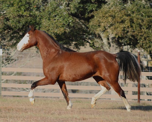 Roseridge Tempest, homozygous splash bay mare