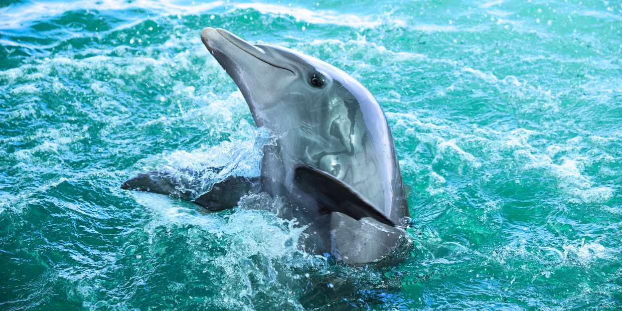 Enjoy the Caribbean sea, and expect the unexpected.