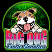 Big Dog Exotic Cannabis Seeds