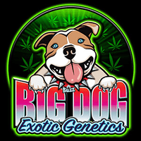 Big Dog Exotic Cannabis Seeds