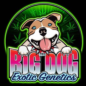 Big Dog Exotic Cannabis Seeds