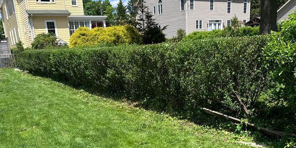 An image of a neatly-trimmed privet hedge.