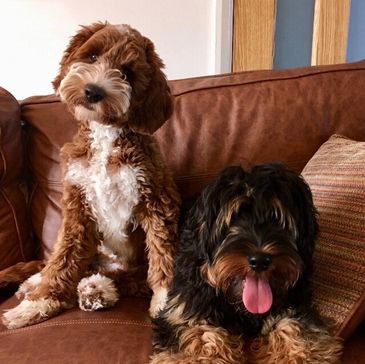 Australian Labradoodle Association UK - Alauk, Australian Labradoodle |  ALAUK.org