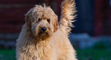 A lighter apricot Australian Labradoodle, courtesy of Tora's Australian Labradoodles