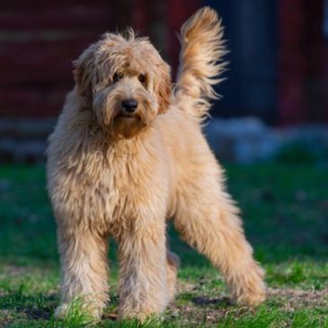 Ja Rough sleep Tom Audreath Australian Labradoodle Association UK - Alauk, Australian Labradoodle |  ALAUK.org