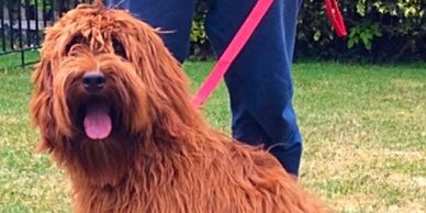 Red Fleece coated Australian Labradoodle courtesy of Raisdoodles