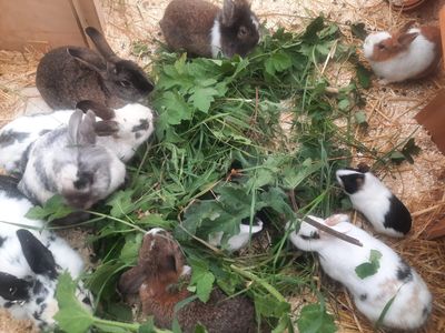 Gruppe Kaninchen mit Gemüse