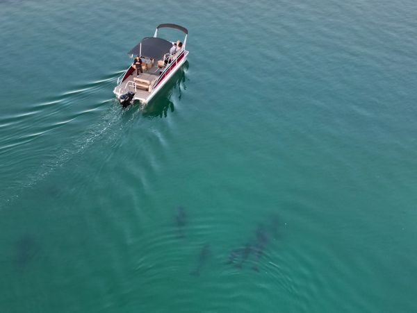 Dolphin Cruise