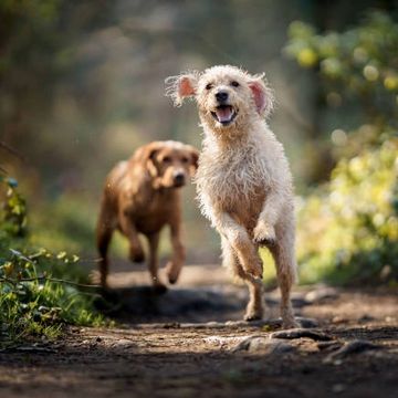 Dog adventure walks