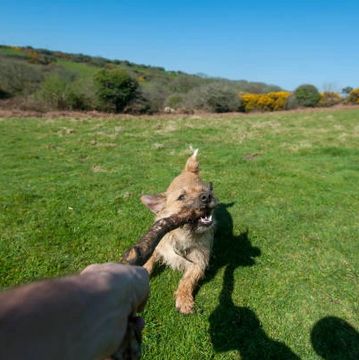 Dog daycare