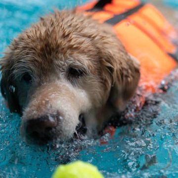 Dog water play and swimming