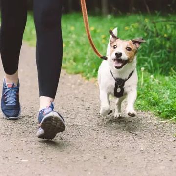 Dog walking individual