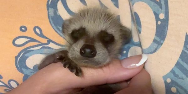 Our first baby raccoon! Rocky!❤️