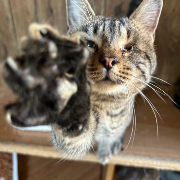 Catopia Cat Sanctuary has a sponsorship program for all cat rescues 