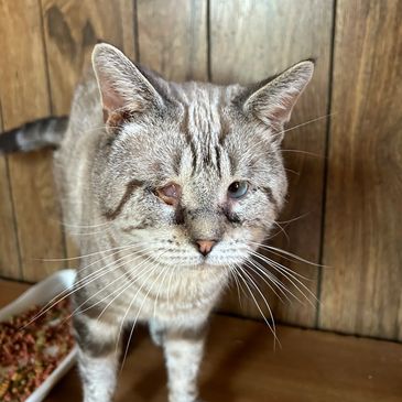 My name is Big Silver and I am a rescue cat at Catopia Cat Sanctuary needing Sponsorship 