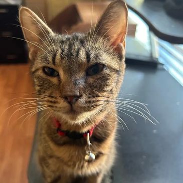 My name is Bubble and I am a rescue cat at Catopia Cat Sanctuary needing Sponsorship 