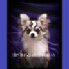 World Class Chihuahua's
