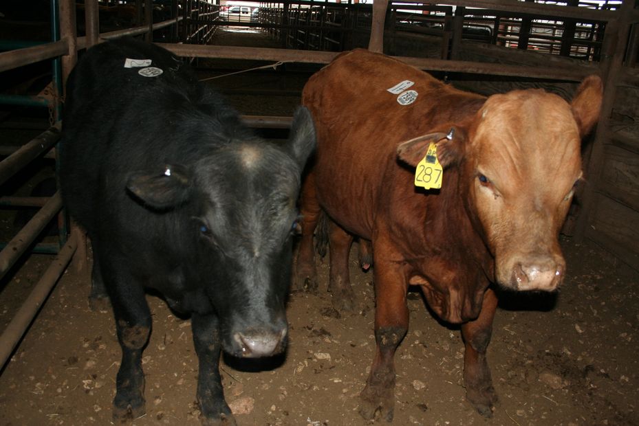 Four State Stockyards Stockyards, Livestock, Cattle Four State