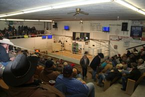 Four State Stockyards
Exeter, Missouri