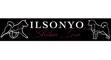 Ilsonyo Shiba Inu