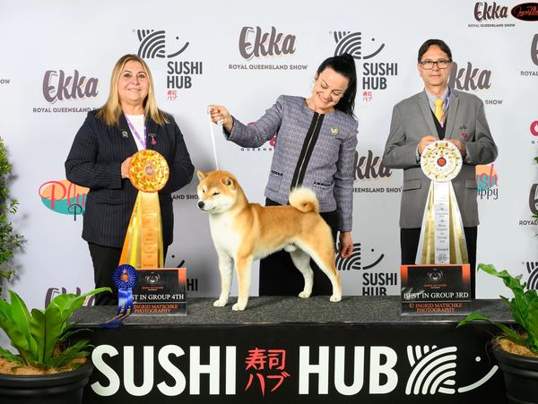 shiba inu stud dog queensland. shiba inu stud dog. shiba inu breeder brisbane.