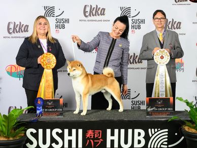 shiba inu stud dog queensland. shiba inu stud dog. shiba inu breeder brisbane.