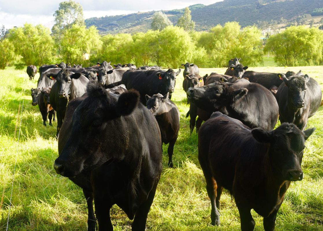 //img1.wsimg.com/isteam/ip/abffb8ea-cce0-4fc8-9cdf-0cee873cadfe/cows-angus-2021-09-02-07-07-14-utc-0001.jpg/:/cr=t:0%25,l:0%25,w:97.39%25,h:97.39%25/rs=w:1300,h:800