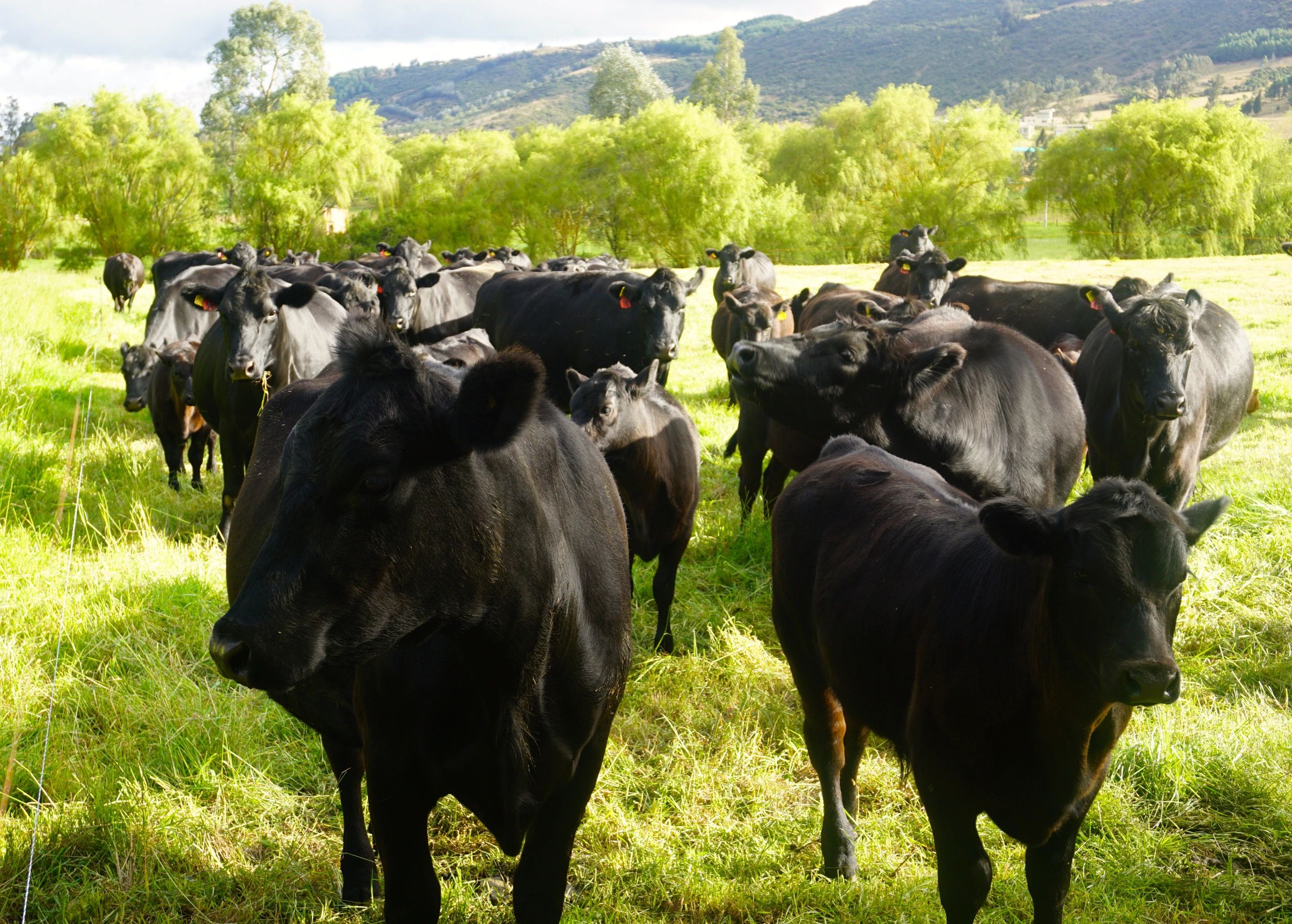 GrassFed Beef Gibraltar Rock Cattle Company