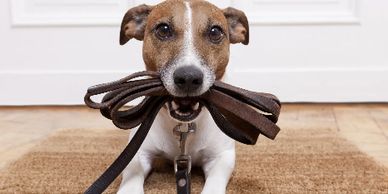 OnTrack Training, Southwest Ohio Dog Training