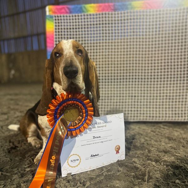 A basset hound with a prize ribbon and certificate.