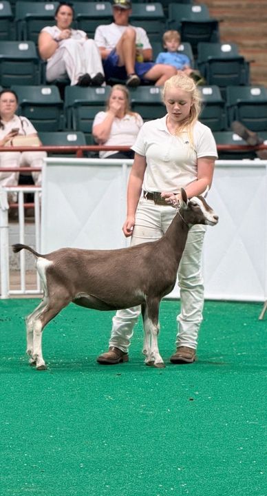 Girl showing a goat at a livestock event.