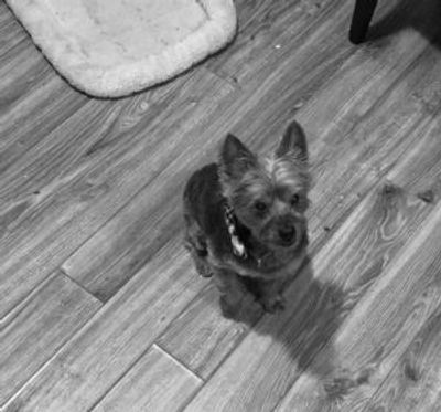 il modello 
Cane guerriero