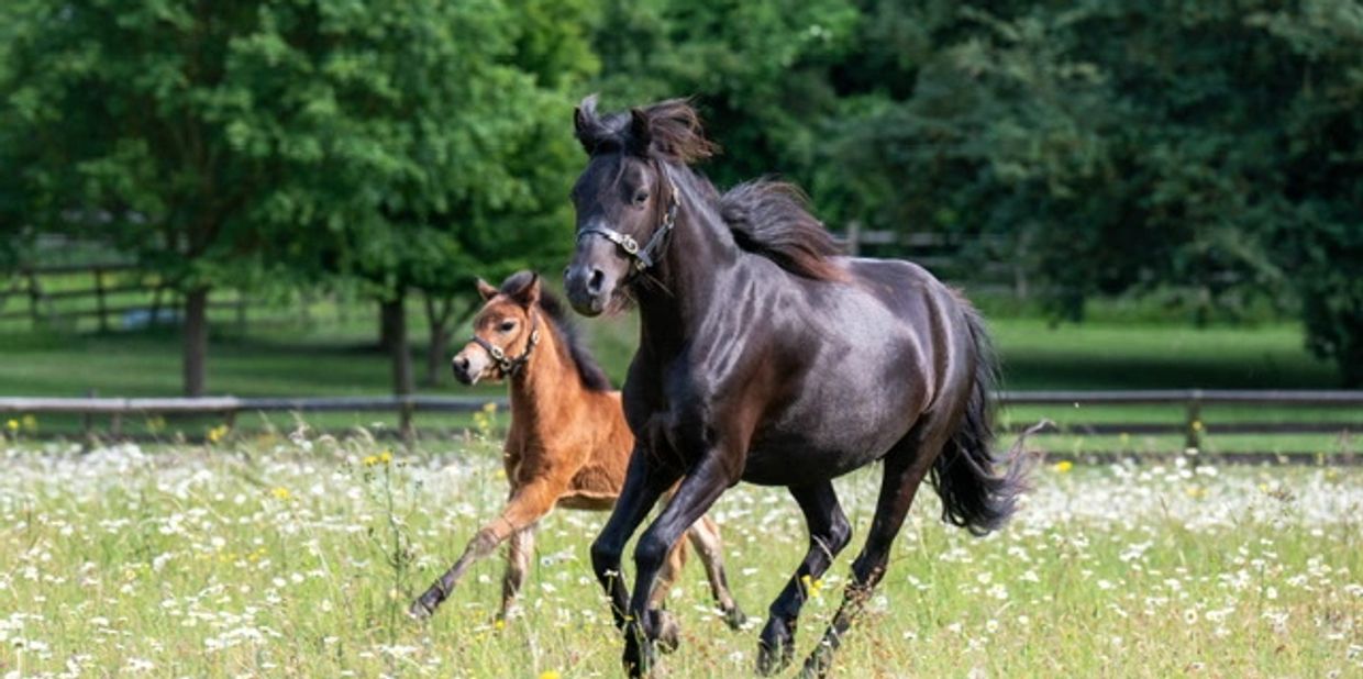 Black horse and brown foal running in a field.