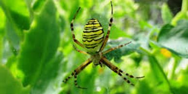 Banded Garden Spider